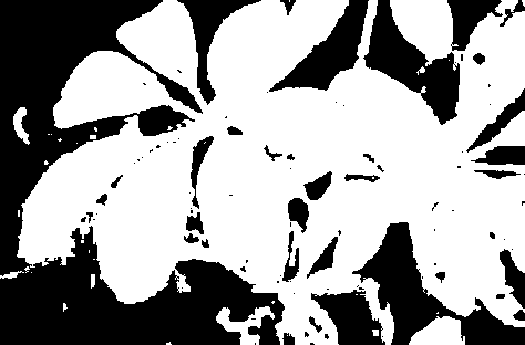 Plant1_mask.png
